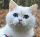Кот